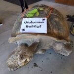 Betty White Instagram - Got a very special welcome from my old buddy, Clarence (who's my same age!) on a recent visit to #americasteachingzoo at #moorparkcollege. What a special place!