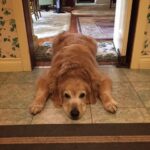 Betty White Instagram - He may be 12, but he's my baby!! Happy #NationalPuppyDay!