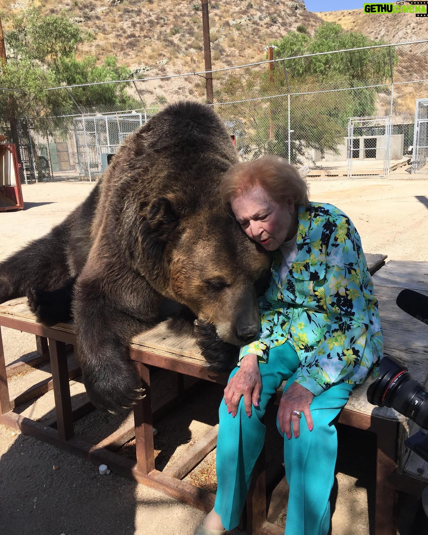 Betty White - 140.9K Likes - Returning from hiatus with a bittersweet post. This boy has been reunited with this lady, who loved him so dearly. 🌈🌈🌈 Bam Bam was just a spectacular creature. He will be dearly missed by all those who loved him. ❤️❤️