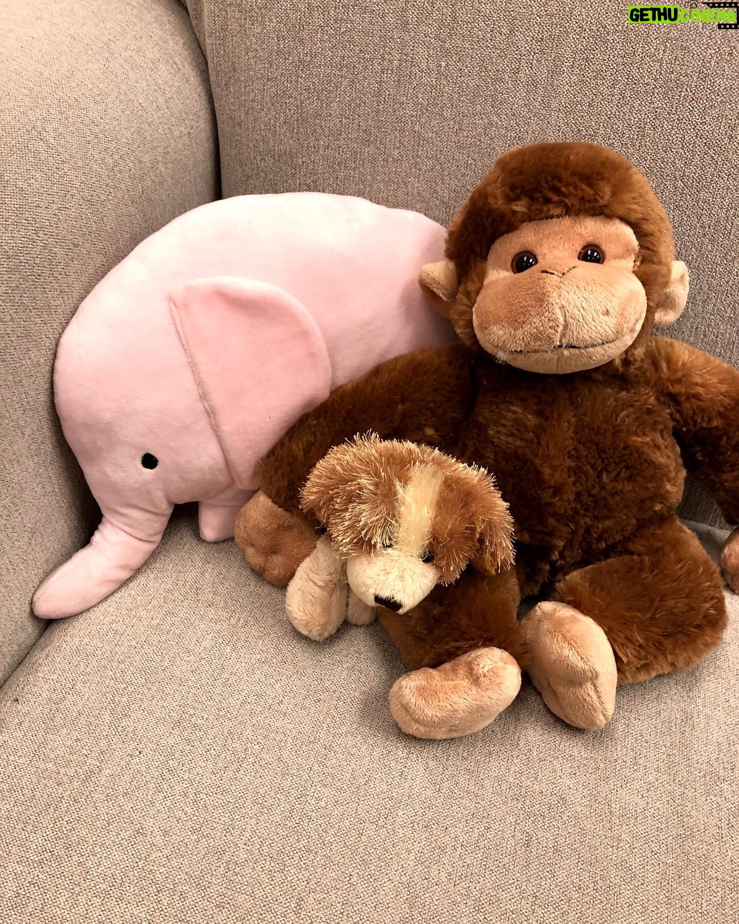 Betty White - 43.2K Likes - Many people have asked if Betty really had a room full of stuffed animals. The answer is she had several! Here is a sampling of some of the friends who took up residence in our office over the years.