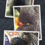 Betty White Instagram - Betty was a great friend to Wildlife Learning Center in Sylmar, CA. They named two baby porcupines Betty and Allen as a tribute. Betty grew up to have a baby. Human Betty was fortunate to get to spend time with her namesake as well as the little one.