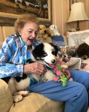 Betty White Instagram - Although Betty’s beloved Golden Retriever, Pontiac, passed away in 2017, we made sure she always had opportunities to get her hands on fur babies.  In this picture from early 2020 she’s meeting my new-at-the-time pup, Molly.