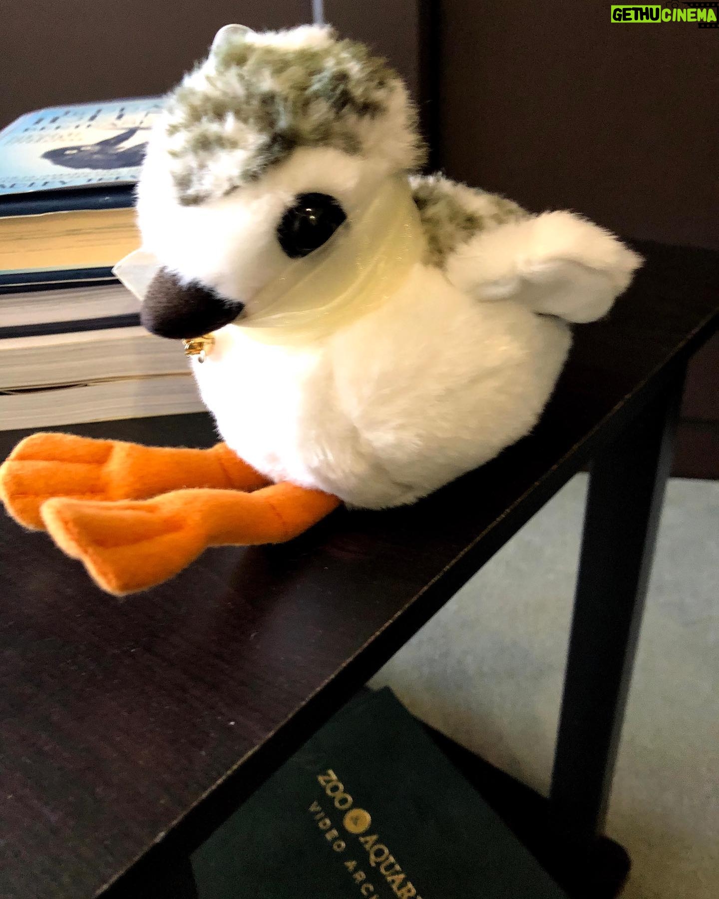 Betty White - 43.2K Likes - Many people have asked if Betty really had a room full of stuffed animals. The answer is she had several! Here is a sampling of some of the friends who took up residence in our office over the years.