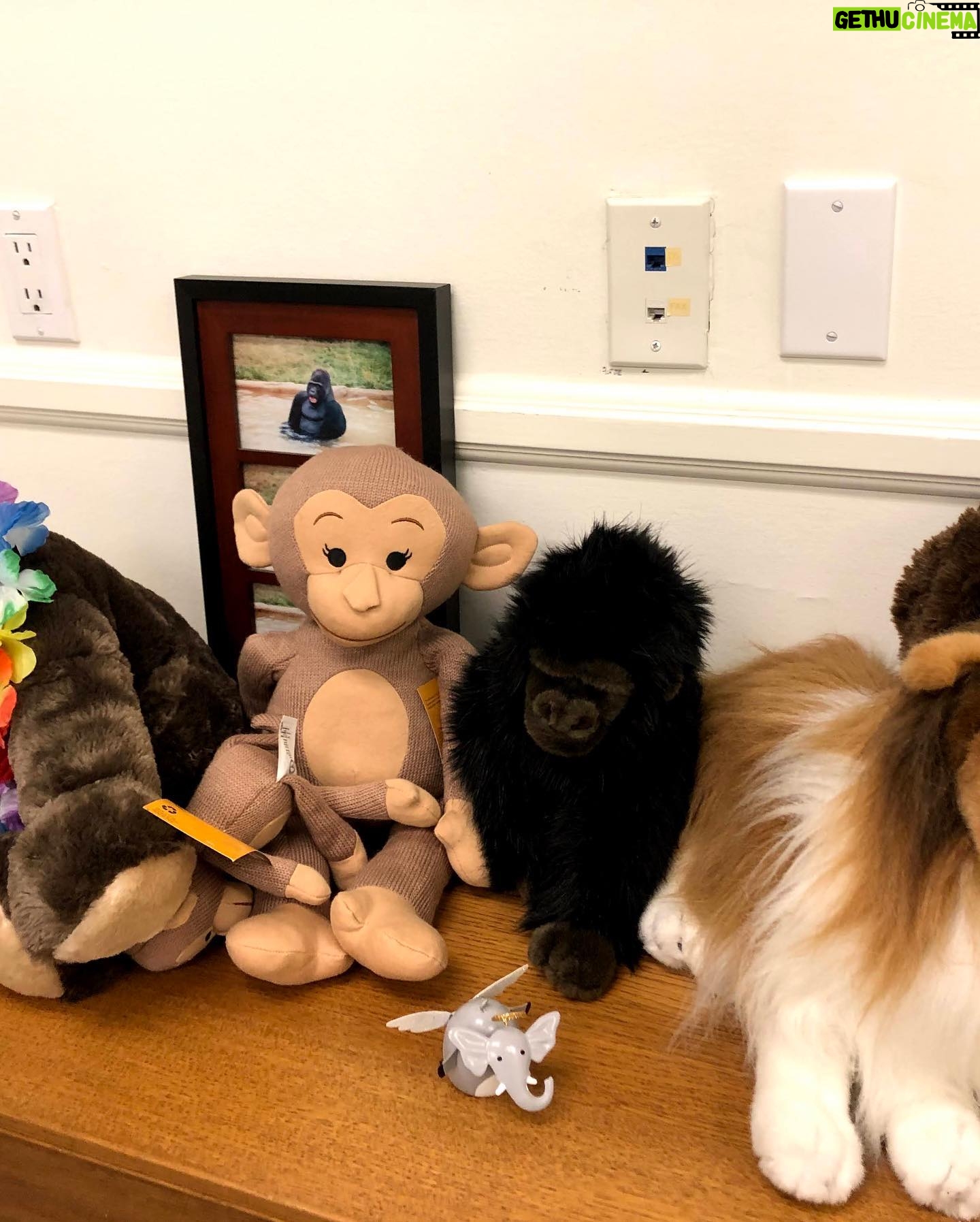 Betty White - 43.2K Likes - Many people have asked if Betty really had a room full of stuffed animals. The answer is she had several! Here is a sampling of some of the friends who took up residence in our office over the years.
