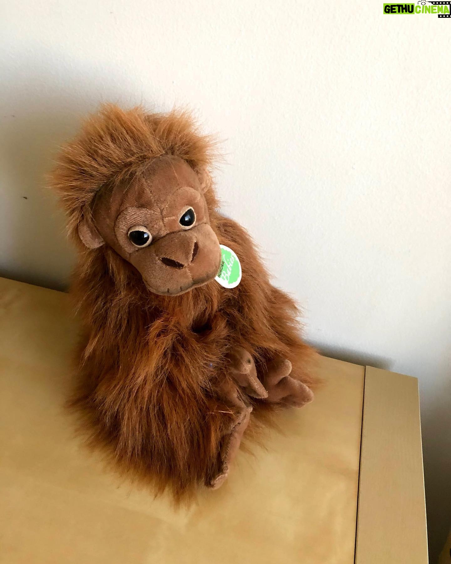 Betty White - 43.2K Likes - Many people have asked if Betty really had a room full of stuffed animals. The answer is she had several! Here is a sampling of some of the friends who took up residence in our office over the years.
