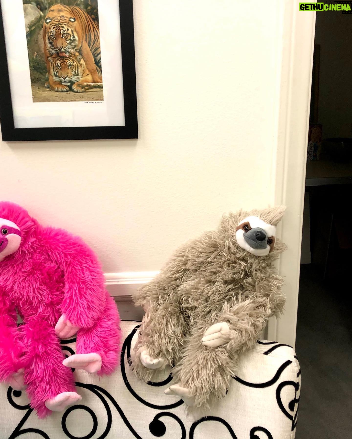 Betty White - 43.2K Likes - Many people have asked if Betty really had a room full of stuffed animals. The answer is she had several! Here is a sampling of some of the friends who took up residence in our office over the years.