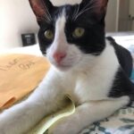 Betty White Instagram - During the pandemic Betty received and responded to a lot of fan mail. Good thing Buster enjoyed helping!!