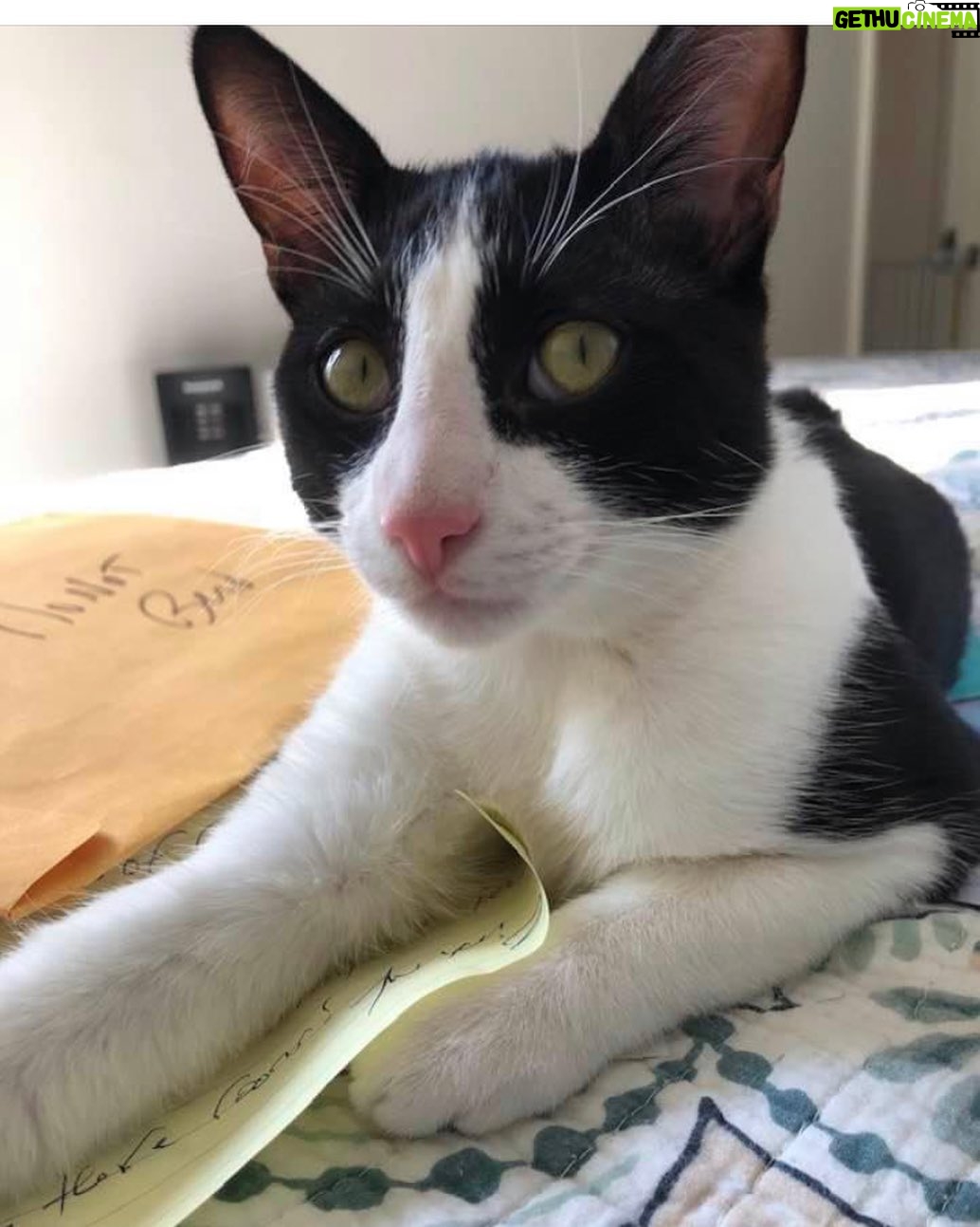 Betty White Instagram - During the pandemic Betty received and responded to a lot of fan mail. Good thing Buster enjoyed helping!!