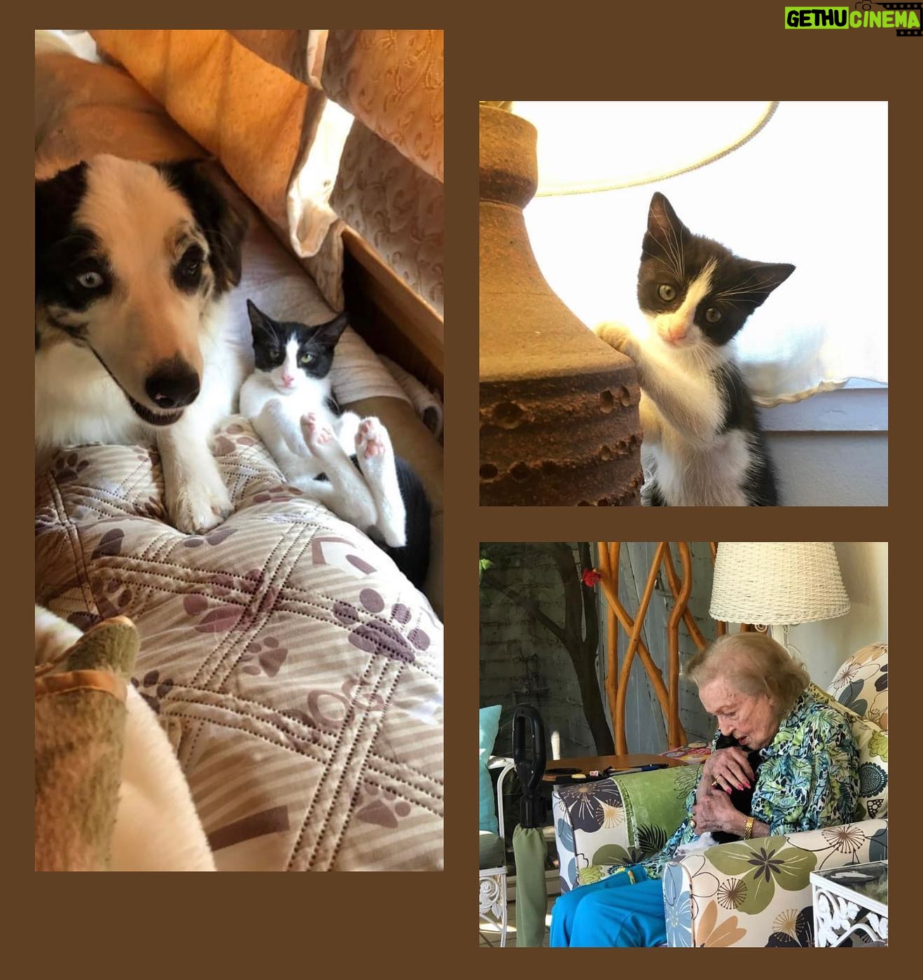Betty White Instagram - During the pandemic, I also ended up with two kittens who were rescued from the streets of East LA. The first, Buster, visited Betty a few times. Because it was early in the pandemic I don’t have a great photo because I was standing six feet away and in a doorway. But - they really didn’t need my company. They were quite happy with each other. Including pic of Buster with Molly (his “girlfriend”) for fun.