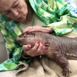 Betty White Instagram – Betty truly loved anything “with a leg on each corner.” Sweetcheeks was no exception.  For her 98th birthday our friends from Wildlife Learning Center brought some critters to our office for her to enjoy.