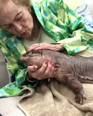 Betty White Instagram - Betty truly loved anything “with a leg on each corner.” Sweetcheeks was no exception.  For her 98th birthday our friends from Wildlife Learning Center brought some critters to our office for her to enjoy.