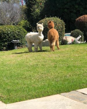 Betty White Instagram - In 2020, Jennifer Love Hewitt arranged for a COVID-safe visit from Whisper and Fable… two adorable alpacas.  It was a truly magical day. @littlehorseontheprairie