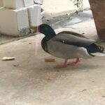 Betty White Instagram – Hi everyone! 🦆🦆🦆