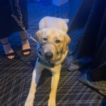 Betty White Instagram – Last night Guide Dogs for the Blind celebrated 80 years of service with a wonderful gala in San Francisco.  They did special things throughout the evening to honor Betty, who was a long-time supporter.  Fun fact: Betty’s golden retriever, Pontiac, was a career change guide dog who came from this organization. It’s truly special to see how much Betty contributed during her lifetime, and how beloved she continues to be – and that her legacy of giving is an inspiration to others ❤️