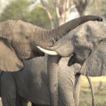 Betty White Instagram - The story of how zoos have evolved over the years to become great contributors to conservation and wildlife is so dear to my heart!  Please check out‪ the link on my profile‬ to learn about a project I’m thrilled to be a part of!