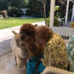 Betty White Instagram – In 2020, Jennifer Love Hewitt arranged for a COVID-safe visit from Whisper and Fable… two adorable alpacas.  It was a truly magical day. @littlehorseontheprairie