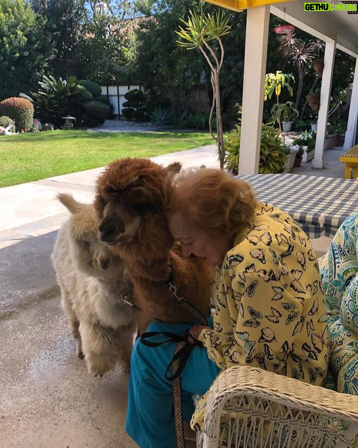 Betty White - 59.1K Likes - In 2020, Jennifer Love Hewitt arranged for a COVID-safe visit from Whisper and Fable… two adorable alpacas. It was a truly magical day. @littlehorseontheprairie