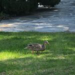 Betty White Instagram – Hi everyone! 🦆🦆🦆