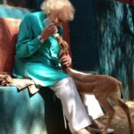Betty White Instagram – Happy Monday!  It doesn’t get much sweeter than Betty bottle feeding a baby gerenuk ❤️. It didn’t matter how shy or timid or fierce and imposing an animal was.  They were all drawn to Betty.  They sensed her kindness.  She really had a soul connection to animals and it was beautiful to witness.