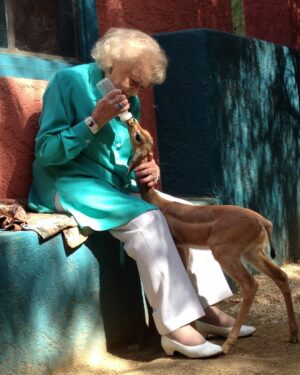 Betty White Instagram - Happy Monday!  It doesn’t get much sweeter than Betty bottle feeding a baby gerenuk ❤️. It didn’t matter how shy or timid or fierce and imposing an animal was.  They were all drawn to Betty.  They sensed her kindness.  She really had a soul connection to animals and it was beautiful to witness.