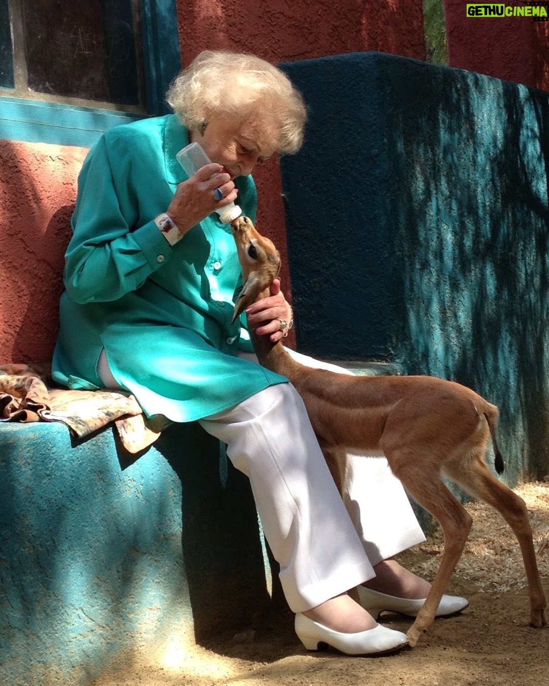 Betty White Instagram - Happy Monday! It doesn’t get much sweeter than Betty bottle feeding a baby gerenuk ❤️. It didn’t matter how shy or timid or fierce and imposing an animal was. They were all drawn to Betty. They sensed her kindness. She really had a soul connection to animals and it was beautiful to witness.