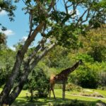 Bia Torres Instagram - a full day of... animals! 🐆🐒🐅🦓🦧🦒✨🌳