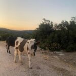 Bige Önal Instagram – An’ların postası, 2🌿