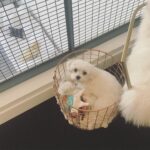 Blair Fowler Instagram - Meanwhile Mochi is hanging out in his favorite spot... the blanket basket. He even carries toys in there with him. If I ever can't find him he's either in this bin or the shower if I left the door open. Weirdo puppy.