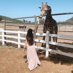 Blair Fowler Instagram - I finally got to meet @a_giraffe_named_stanley  at @malibusafaris and he’s so precious! He cannot be released out of captivity because he’s been bottle fed his whole life and wouldn’t survive in the wild BUT seeing his tall house and the love his caretakers had for him made me happier about his situation. He seemed to love humans (or at least the snacks we gave him) and I appreciated that the “safari” guides were very protective over him and seemed to be incredibly invested in his well being. The only qualm I had was that I wish his home was called Giraffic Park 🤦🏻‍♀️🦒🥦