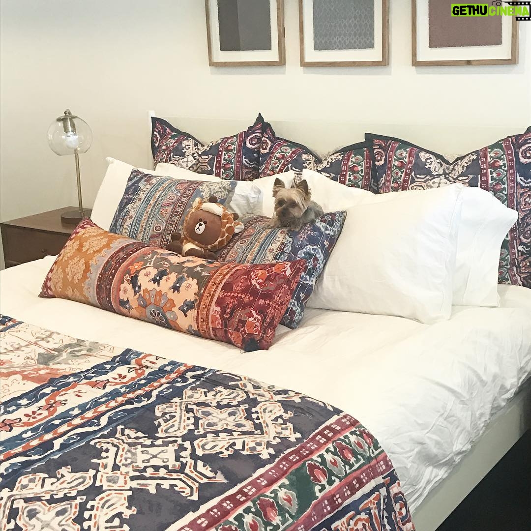 Blair Fowler Instagram - Without fail, Professor Tedwards favorite spot in the house is on top of the pillows on a freshly made bed. Me too dog, me too.