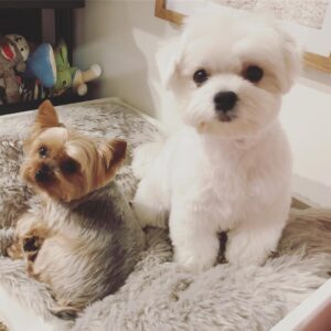 Blair Fowler Instagram - The boys got haircuts and are hanging out in their bed together and my heart is so full 💕 Update on Teddy: his second test came back and it’s what we expected... stage 2 kidney failure. I have an appointment on Tuesday to go over the treatment plan. Thank you to everyone for your kind thoughts and words regarding this confusing, tough time. I’m cherishing every moment with these babies. In lighter news- I have a new video up on my YouTube channel that is my favorite things from 2017! Everything from personal faves to beauty to entertainment :) Link is in my bio- come say hi 👋🏻