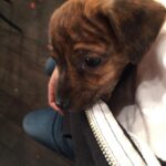 Bridgit Mendler Instagram – Puppy in my jacket!!!!!!!! #undateablelive