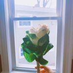 Bridgit Mendler Instagram - Rose/cabbage... may your Valentine’s Day be nutritious 💜