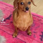 Brittany Furlan Instagram – The derp is in full effect @_teenietheweenie_