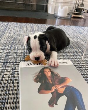 Brooke Shields Instagram - Lately… it’s mostly Tuzi ☀️🐾🍯💛