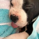 Brooke Shields Instagram - Happy #NationalDogDay to you!!!