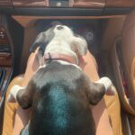 Brooke Shields Instagram - Happy #NationalDogDay to you!!!