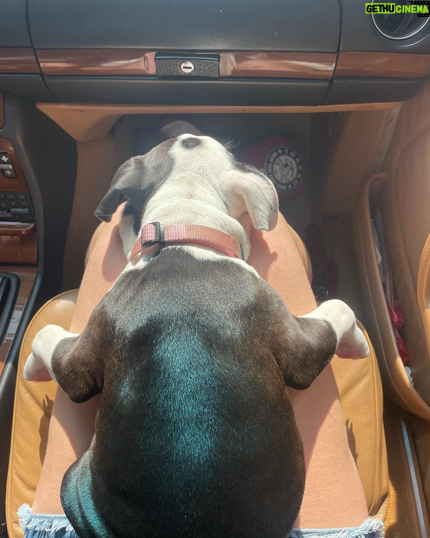 Brooke Shields Instagram - Happy #NationalDogDay to you!!!