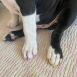 Brooke Shields Instagram - Happy #NationalDogDay to you!!!