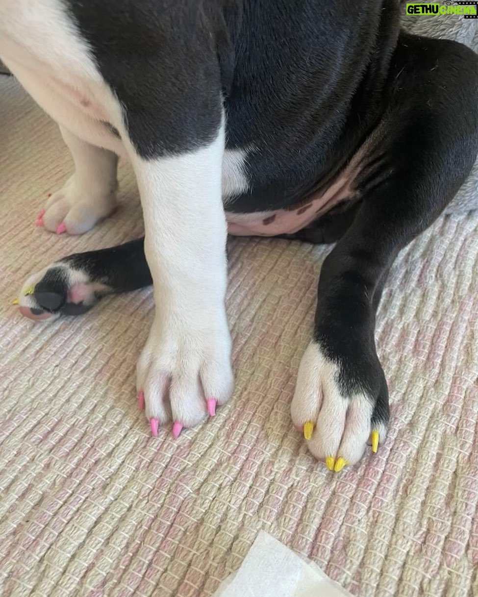 Brooke Shields Instagram - Happy #NationalDogDay to you!!!