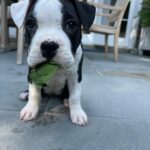 Brooke Shields Instagram - Happy #NationalDogDay to you!!!