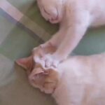Bruna Lombardi Instagram – Preciso muito disso e você?

#massagem
#catslove
#cuidado
#carinho