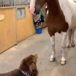 Bruna Lombardi Instagram – O amor que os animais demonstram devia ser nosso guia…. quem ama os bichos demais?

#animalslove
#love
#carinho
#amor