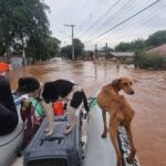 Bruna Lombardi Instagram – Gente, vamos seguir ajudando o nosso RS! A @deisefalci está fazendo um trabalho de super heroína! Ela já resgatou mais de 700 animais… em condições surreais e ela não desiste! Os bichos muitas vezes acabam sendo deixados pra trás ou se perdem e precisam muito da nossa ajuda ❤️ Quem puder doar algo, doe. A ajuda de cada um de nós faz uma diferença gigante!

Deise Falci de Castro
PIX: deisefalci@gmail.com