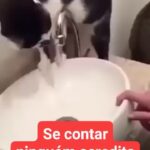 Bruna Lombardi Instagram – Bora facilitar… e bora beber água, amados!

#bebaagua 
#cuidado
#carinho
#catslove
