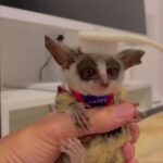 Bruna Lombardi Instagram - Estou apaixonada e você? #redefelicidade #animals #love #cute