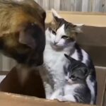 Bruna Lombardi Instagram – Quando basta um olhar…

#redefelicidade
#animals #dog 
#funny #cat