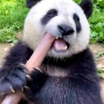 Bruna Lombardi Instagram – Bloco dos apaixonados por pandas unidos!!!

#bloquinhos
#panda
#apaixonado