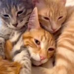 Bruna Lombardi Instagram – Felicidade é isso.

#catslove
#cats
#carinho
#amor
#felicidade