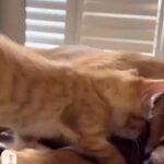 Bruna Lombardi Instagram – Amor se aprende… amor se ensina. Amor reflete em tudo…

#amor
#afeto
#petlovers